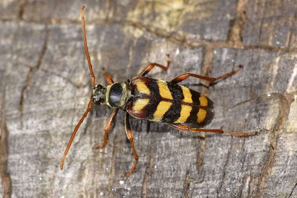 Leptura aurulenta in deposizione